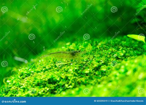 Aquarium Green Grass stock image. Image of green, decoration - 65559319