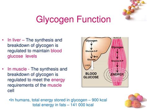 Glycogen Function - Image to u