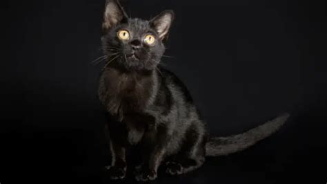 BOMBAY CAT PERSONALITY AND BREED (ALL YOU NEED TO KNOW) - DorkyCats