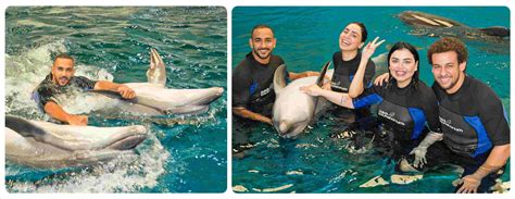 Discover the Wonders of Dubai Dolphinarium - Aan Tourism