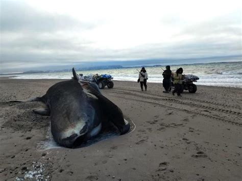 Beached bowhead whales in Nunavut point to killer whale attacks