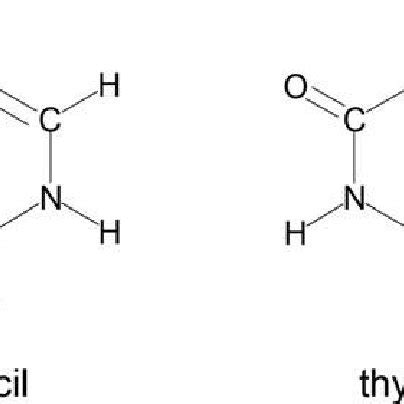 Structures of uracil and thymine. | Download Scientific Diagram