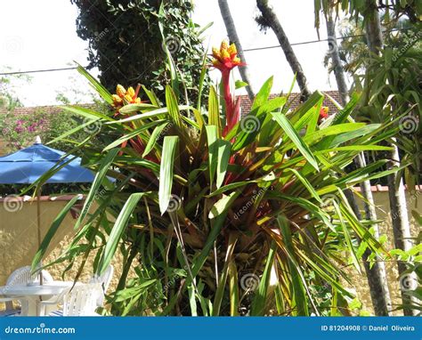 Bromelia Flowers Fixed on Tree Stock Photo - Image of bloom, garden: 81204908