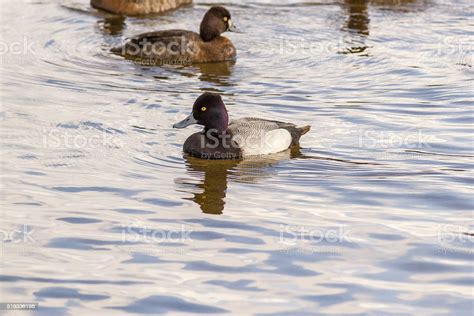 Greater Scaup Or Bluebill Stock Photo - Download Image Now - Animal Migration, Aythyinae, Bird ...