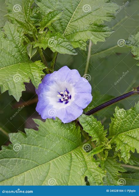 Shoo Fly Flower stock photo. Image of annual, bloom, beautiful - 34528184