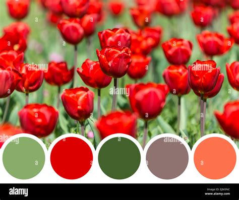 Color Palette Of Retro Spring Tulip Garden Stock Photo - Alamy