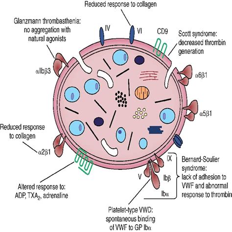 Qualitative disorders of platelets and vasculature - Rodak's Hematology: Clinical Principles and ...