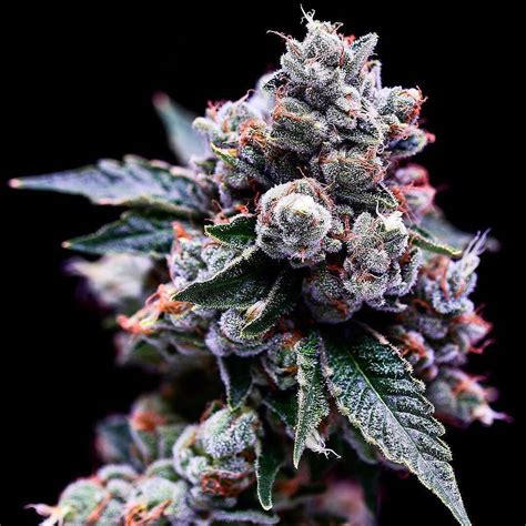 Purple Kush Strain Information | Cannafo | Marijuana | Cannabis | Cannafo.com