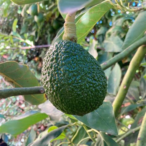 Super Hass Avocado Tree | ubicaciondepersonas.cdmx.gob.mx