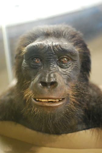 Sahelanthropus Tchadensis | One of the earliest members of t… | Flickr