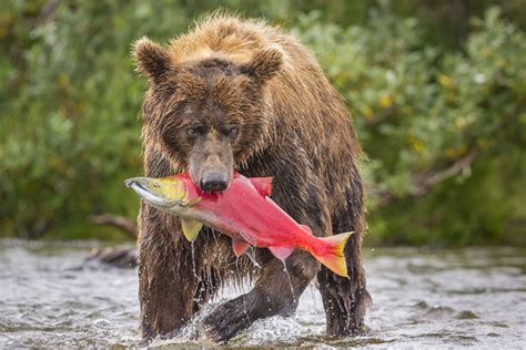 5 curiosidades de los osos pardos - National Geographic en Español