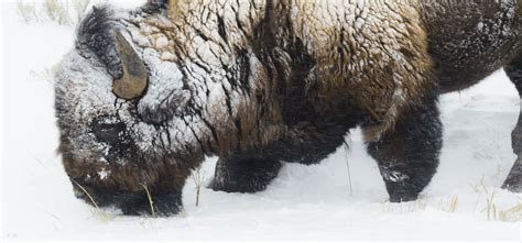 Bison in Snowstorm | Smithsonian Photo Contest | Smithsonian Magazine