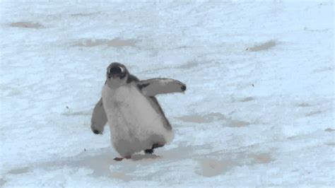 Baby Penguin Walking in Snow - YouTube