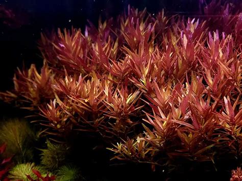 Top 24 Low Light Aquarium Plants: Tall, Float, Carpet & More