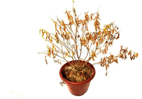 Dried-up Potted Plant stock image. Image of household - 20960091