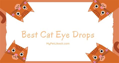 Best Cat Eye Drops Reviews 2023 - My Pet Likes It