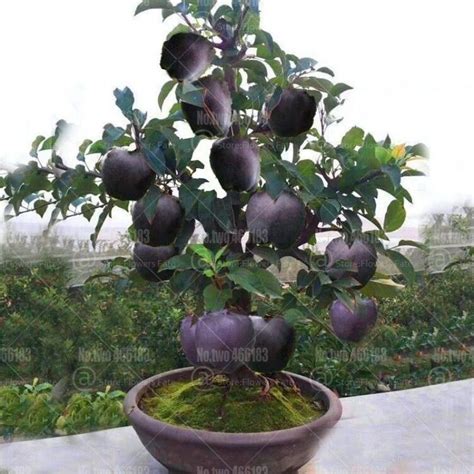 30Pcs Bonsai Black diamond apple tree plants dwarf apple bonsai rare perennial fruit plant for ...