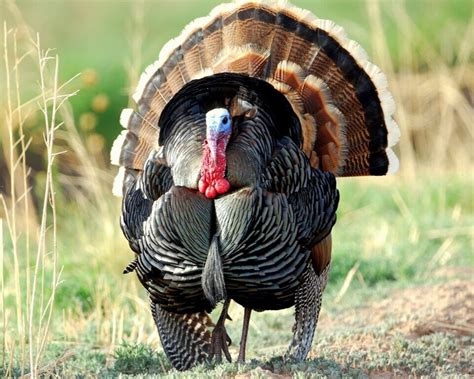 Rio Grande Turkey — Bar H Bar Hunting