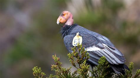 California Condor Facts, Size, Wingspan, Habitat, Diet, Pictures