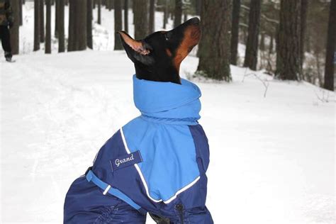 Pin on Custom Made Dog Snowsuits & Raincoats