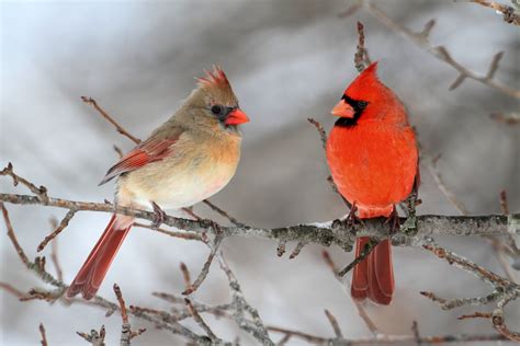 Types of Cardinals in the Unites States (With Pictures) - Birdwatching Tips