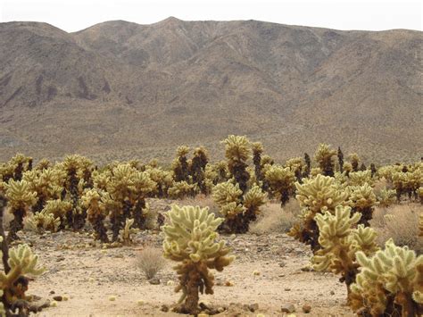 The Cholla Cactus Garden (Joshua Tree NP, California) – a garden in the ...