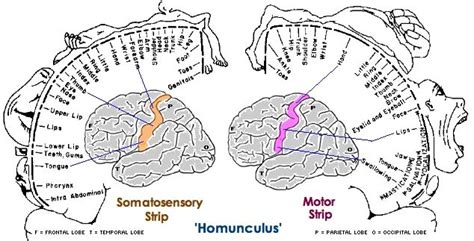 Somatosensory Homunculus