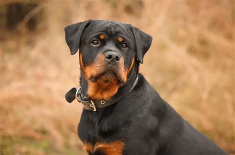 Kenali Tips Memelihara Anjing Rottweiler