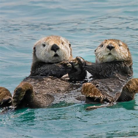 Cuddle Up With the Sea Otters of the Pacific Coast - Atlas Obscura ...