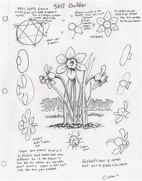 How To Draw A Daffodil Step By Step at Drawing Tutorials