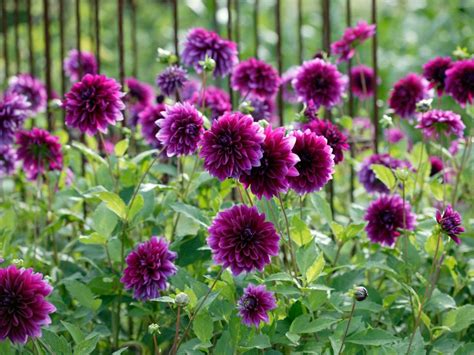 Plant Purple Flowers and Plants in Your Garden | HGTV