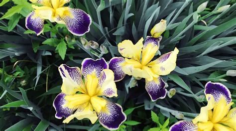 The Meaning and Symbolism of Iris – A to Z Flowers