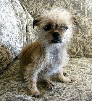 Shih Tzu Chihuahua Mix (A.K.A. Shichi) Breed Info & 21 Pictures - Animalso