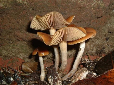 Psilocybe cyanescens Sac de mycélium | Cyber-Shrooms