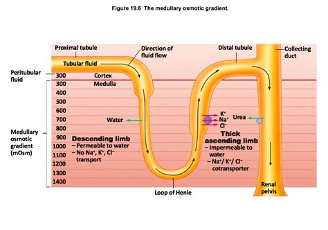 Solved Figure 19.6 The medullary osmotic gradient. Proximal | Chegg.com