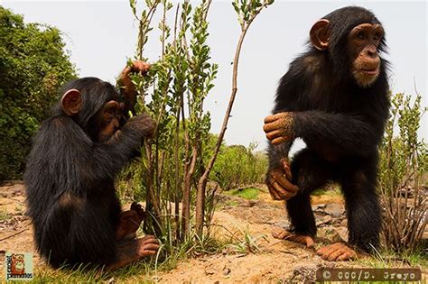 CHIMPANZEE CONSERVATION CENTER : Project Primates Africa. Chimpanzees who live at the CCC are ...