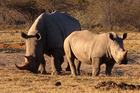 White Rhinos | Khama Rhino Sanctuary, Botswana | Mindy McAdams | Flickr