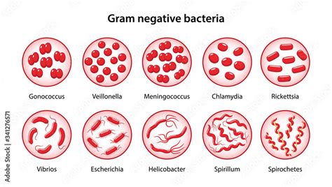 Chlamydia Stain