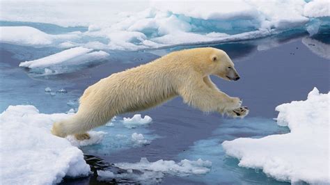 Svalbard Polar Bear Arctic Cruise | Svalbard Polar Bear Tour | GeoEx