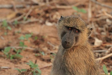 Samburu Animals – Samburu National Reserve