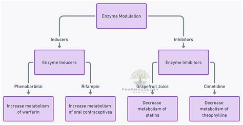 Enzyme inducers | Pharmacology Mentor