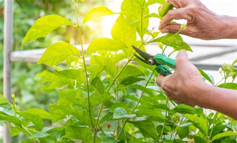 How to Plant Jasmine Flowers in Your Garden (Tricks to Care!)