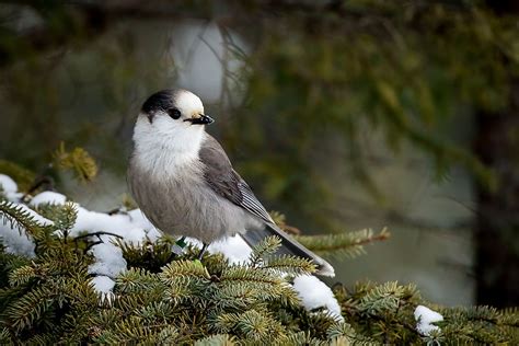 National Bird And Flower Of Canada | Best Flower Site