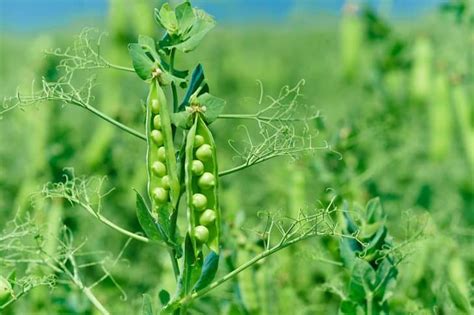 15 of the Best Pea Varieties for Your Home Garden