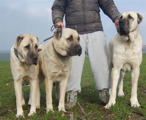 TURKISH SHEPHERD DOG BOZ - Alianz Federation