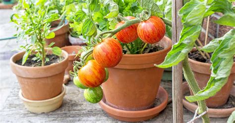 15 Vegetables That Are The Easiest To Grow In Containers | Garden