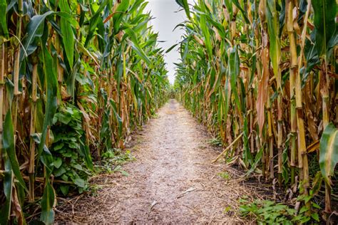 Corn Maze Tips & Tricks from Veteran Mazers - South Carolina Department ...