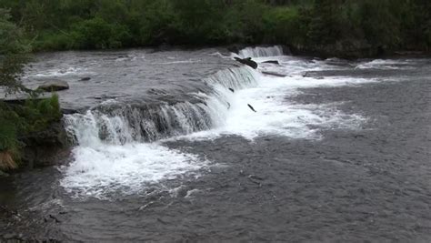 Salmon Jumping Up The Brooks Falls In Alaska In Slow Motion Stock ...