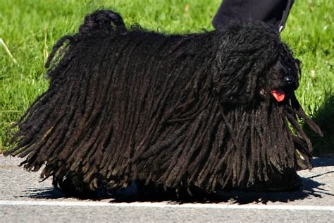 The 20 Most Bizarre Dog Breeds in the World