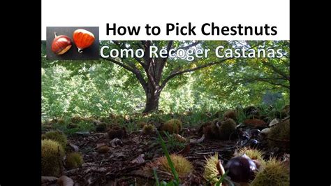 How to Pick Chestnuts Autumn Season Fruit Picking Traveller Australia ...